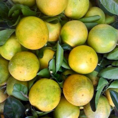 Cam Xoàn Lai Vung Giá Sỉ Tại Vĩnh Long