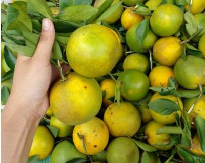 Sỉ cam xoàn lai vung